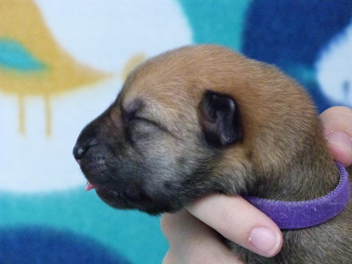 chinook puppy